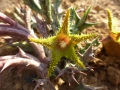 Orbea dummeri.JPG