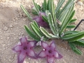Stapelia ambigua.JPG