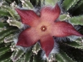 Stapelia flavirostris