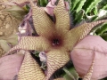 Stapelia gigantea