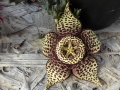 Stapelia variegata.JPG