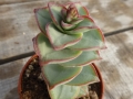 crassula conjuncta