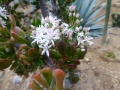 crassula'gollum'.JPG