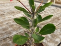 euphorbia milii