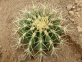 Ferocactus alamosanus v.reppenhagenii.JPG