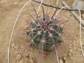 Ferocactus californicus