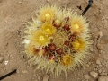 Ferocactus chrysacanthus