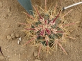 Ferocactus chrysacanthus rubrispinus