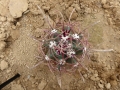 Ferocactus cylindraceus v.lecontei