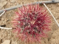 Ferocactus cylindraceus v.tortulispinus