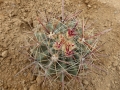 Ferocactus cylindraceus