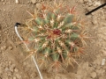 Ferocactus diguetii