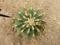 Ferocactus echidne