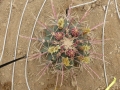 Ferocactus emoryi v.rectispinus