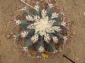 Ferocactus emoryi