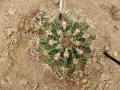 Ferocactus flavovirens