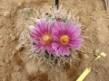 Ferocactus fordii