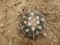 Ferocactus fordii v.borealis