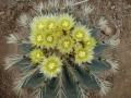 Ferocactus glaucescens