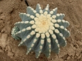 Ferocactus glaucescens f.inermis