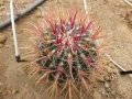 Ferocactus gracilis v.coloratus