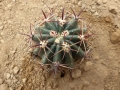 Ferocactus gracilis v.gatesii