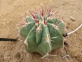 Ferocactus haematacanthus