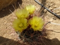 Ferocactus hamatacanthus