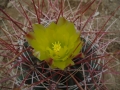 Ferocactus hamatacanthus