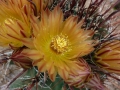 Ferocactus herrerae