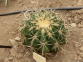 Ferocactus histrix