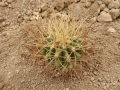 Ferocactus johnstonianus