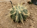 Ferocactus latispinus