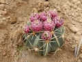 Ferocactus macrodiscus v.multiflorus