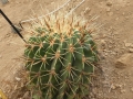 Ferocactus melocactiformis