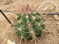 Ferocactus orcutii