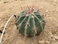 Ferocactus peninsulae