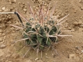 Ferocactus peninsulae v.santa maria