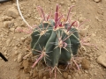 Ferocactus peninsulae v.townsendianus