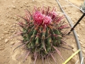 Ferocactus peninsulae v.viscainensis