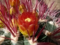 Ferocactus pilosus