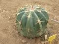 Ferocactus pottsii