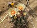 Ferocactus rectispinus