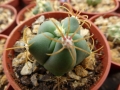 Ferocactus recurvus v.greenwoodii