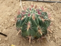 Ferocactus recurvus