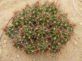 Ferocactus robustus