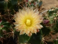 Ferocactus robustus