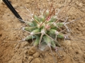 Ferocactus rostii X leuchtenbergia