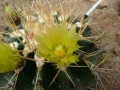 Ferocactus schwartzii