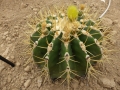 Ferocactus schwartzii